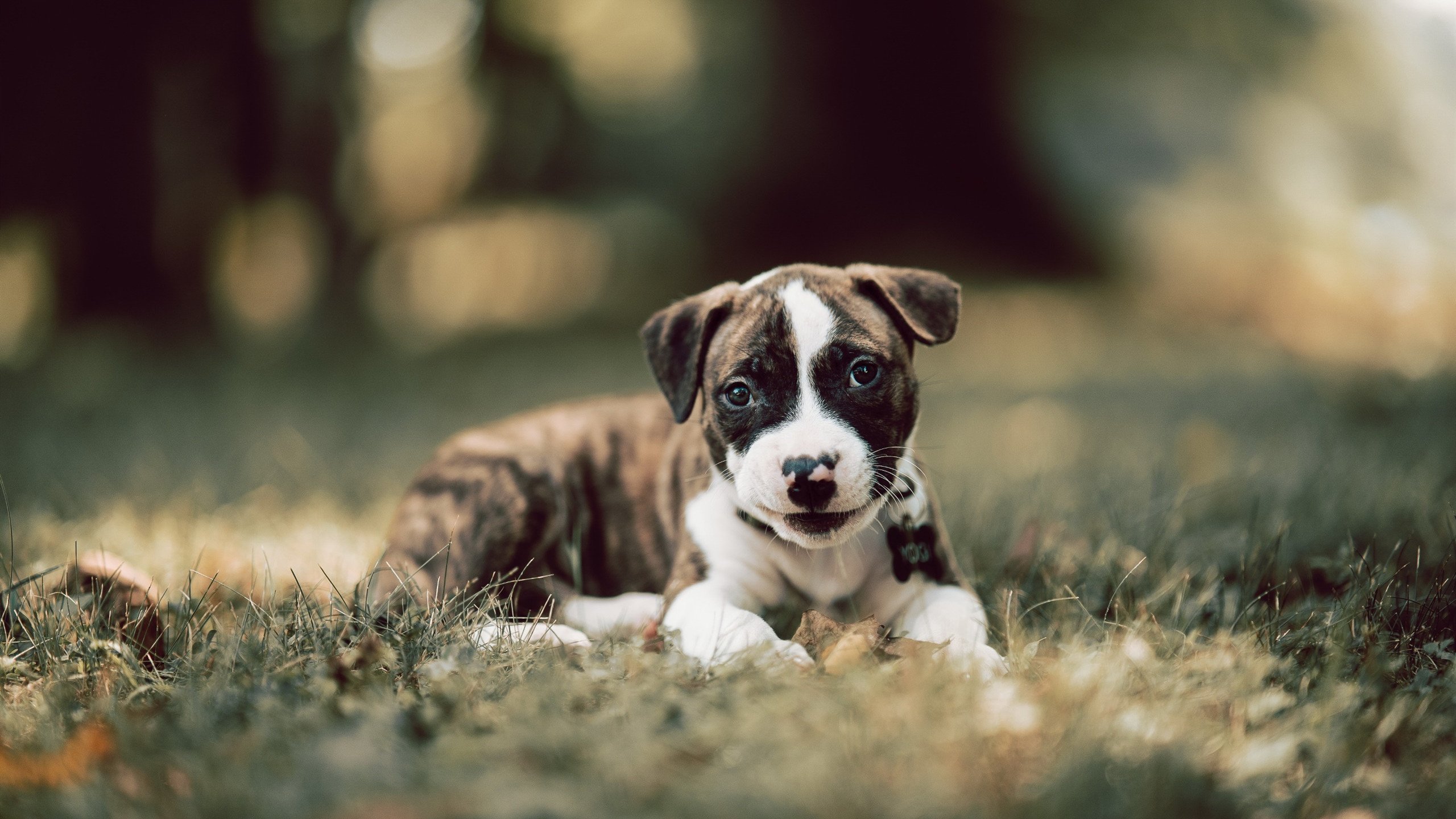 开拓者强势攻克深圳，浓眉赛后评分拉满显统治力