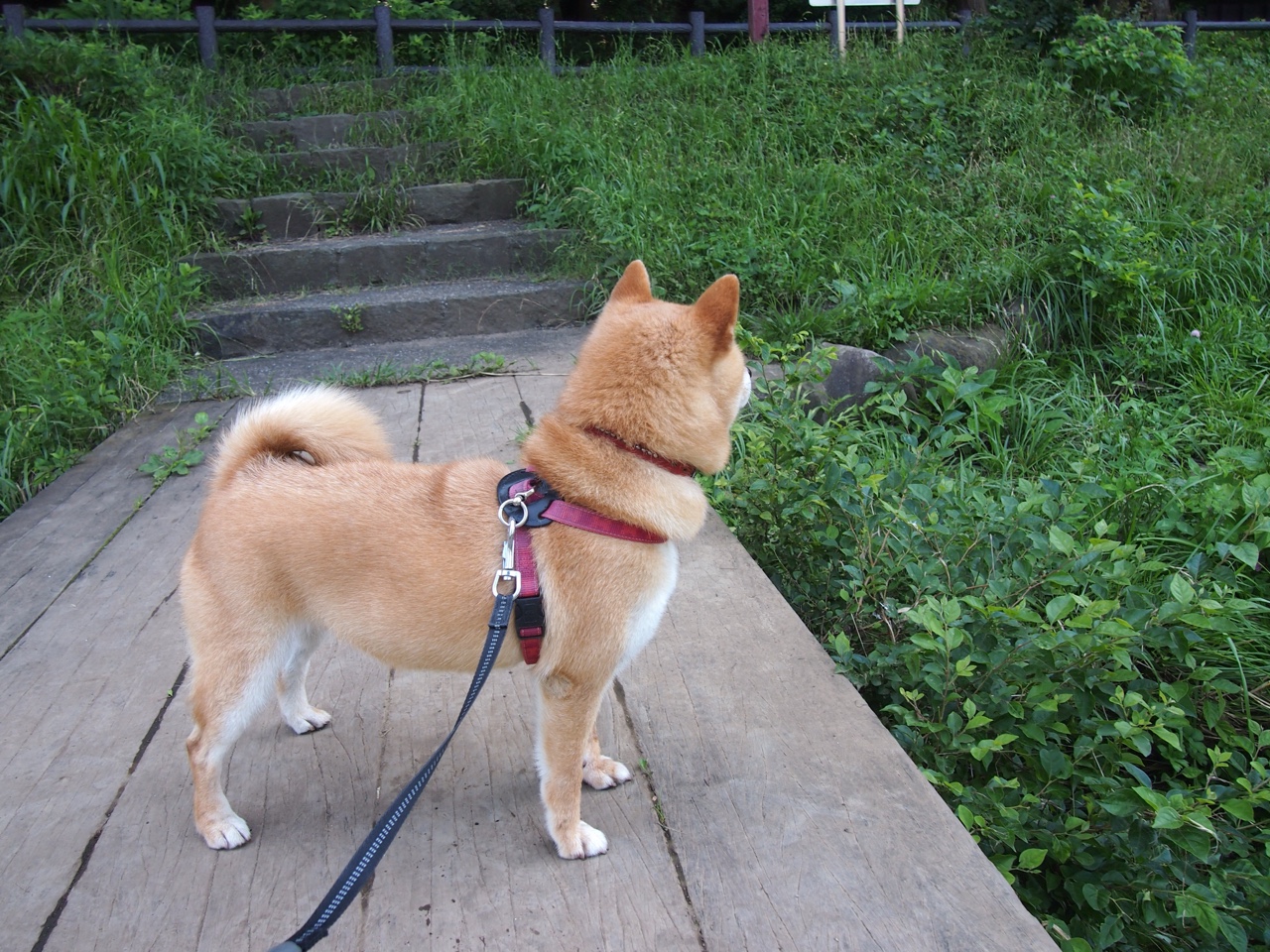 巨人杀手诞生记,独行侠奇兵天降,年度焦点战击溃十一冠王广东