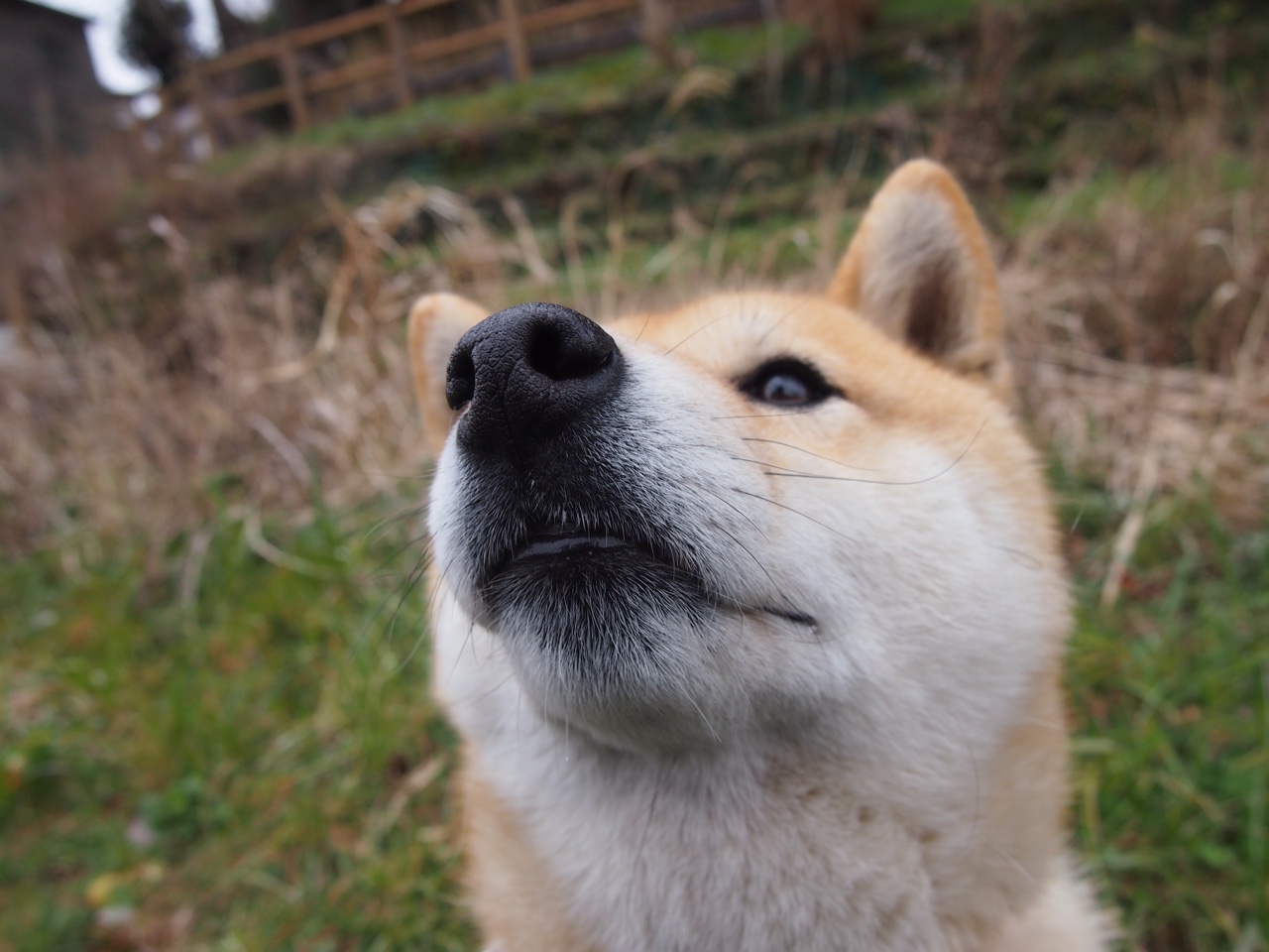 迪亚斯，攻防转换的引擎—多特蒙德对阵摩纳哥的战术灵魂
