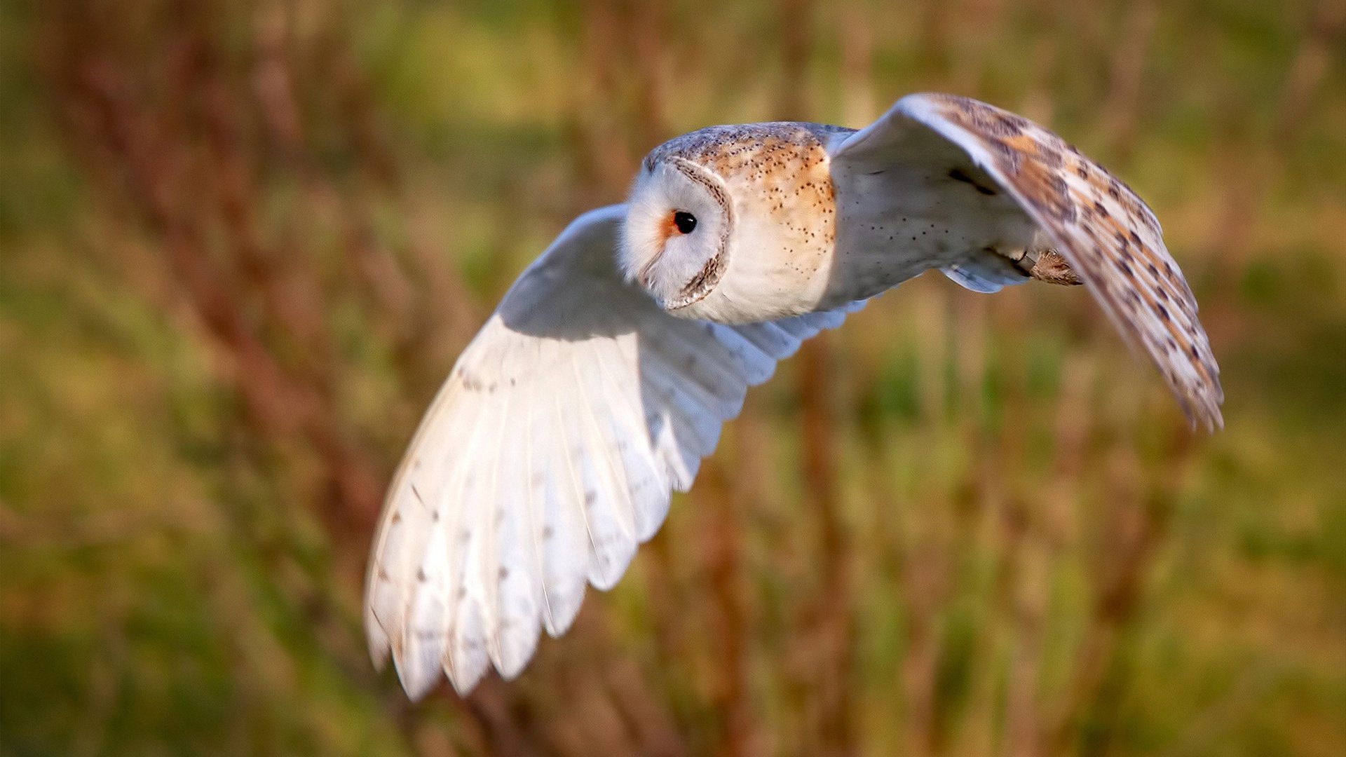 开云体育下载-蓝色狂想终章，帕尔默一锤定音，切尔西强压多特蒙德加冕欧冠