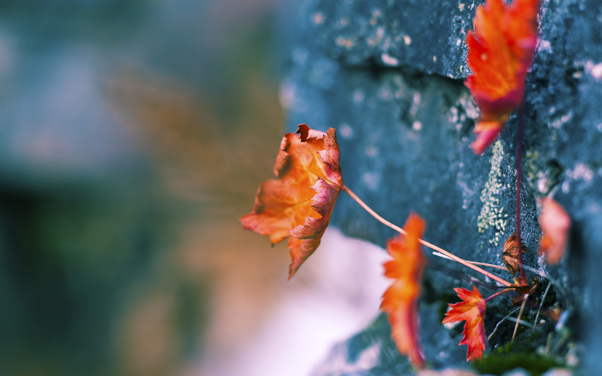 开云体育入口-奥运大门前的试金石，开拓者横扫黄蜂，一场不能输的关键战