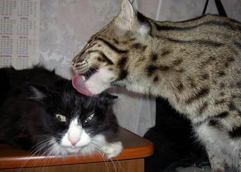 范戴克持续制造杀伤，日本连续得分压制加纳