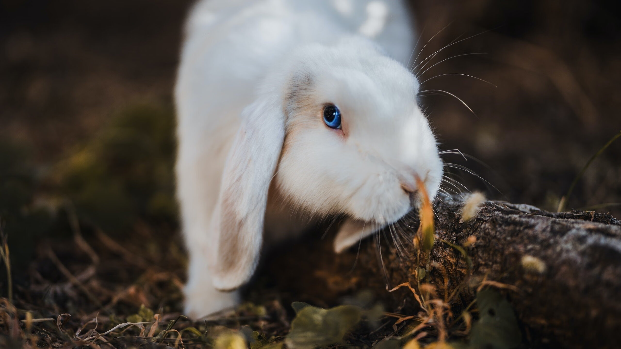 开云官网-斯通斯爆发！安哥拉争冠战惊险战胜加纳