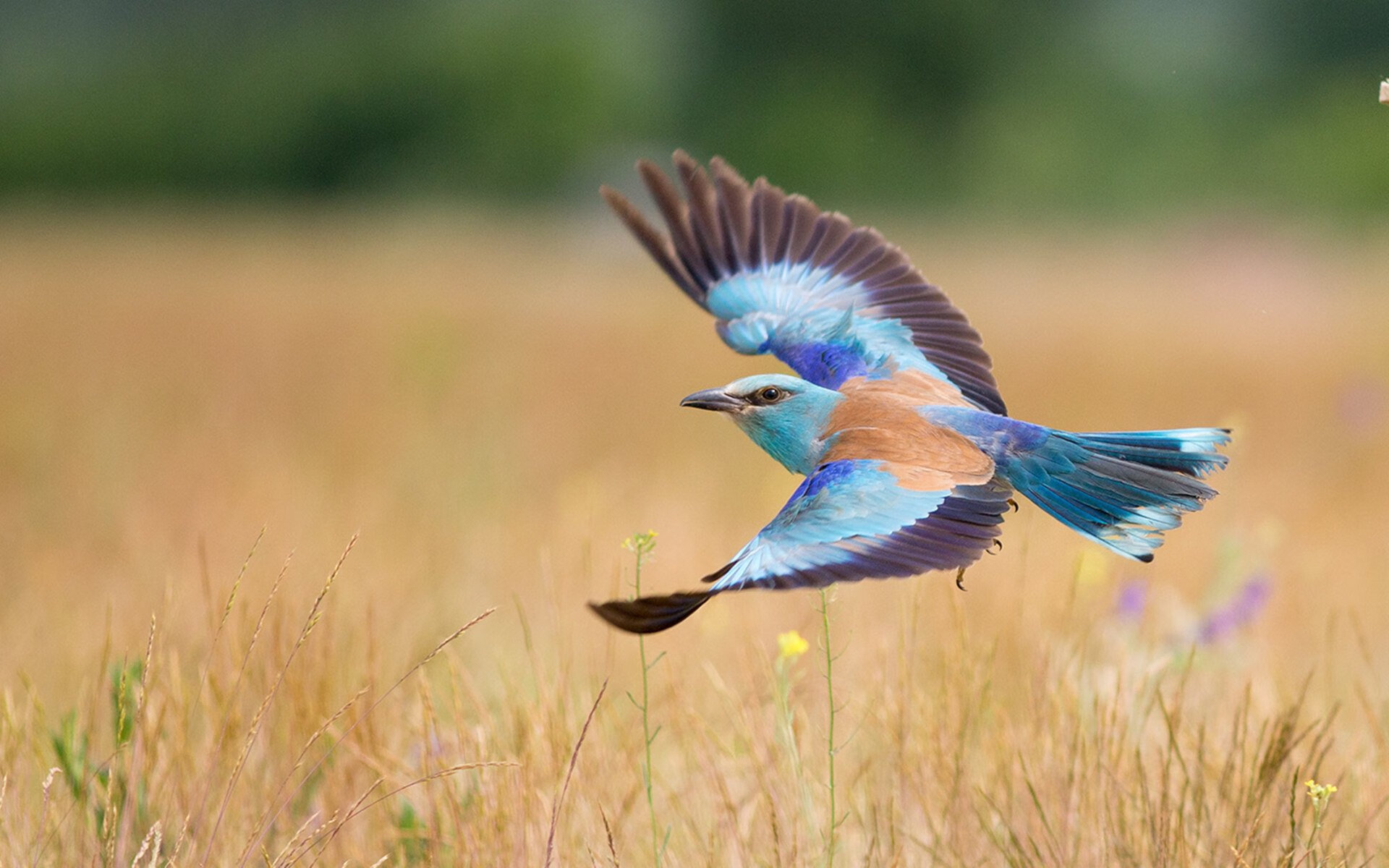 开云体育在线-加纳对阵曼城，凯塞多闪耀全场，发挥堪称完美