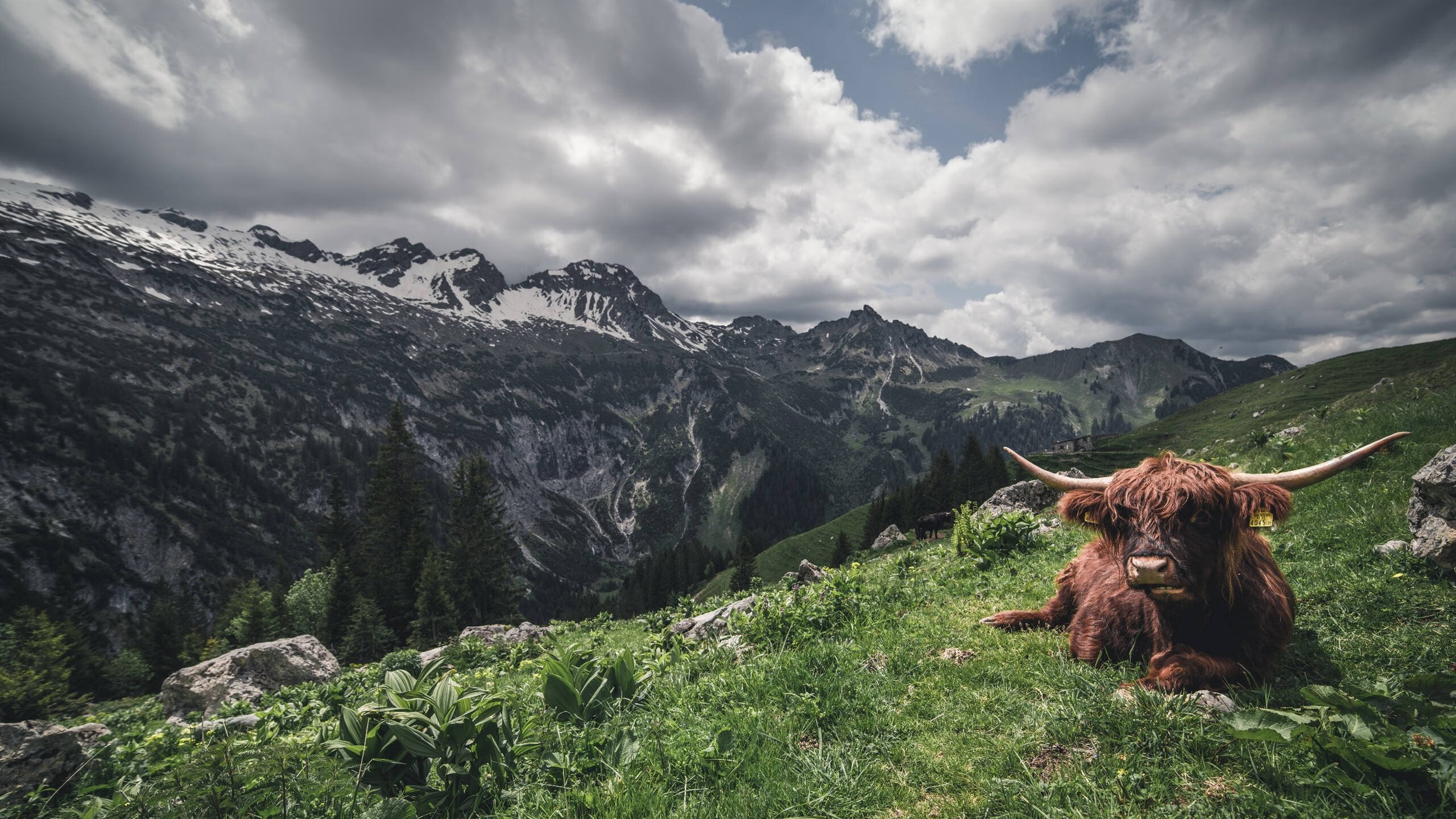 开云体育官网-黄蜂蛰伤篮网，马克西铁索横江定胜局