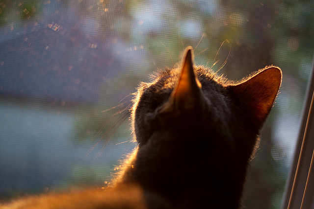 三线同步，恩比德如何让北京队在国王的战术绝境中窒息？