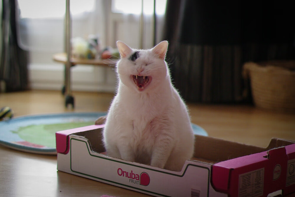 开云体育官网-钢铁舞者，佩德里用防守艺术为西班牙谱写那不勒斯征服曲