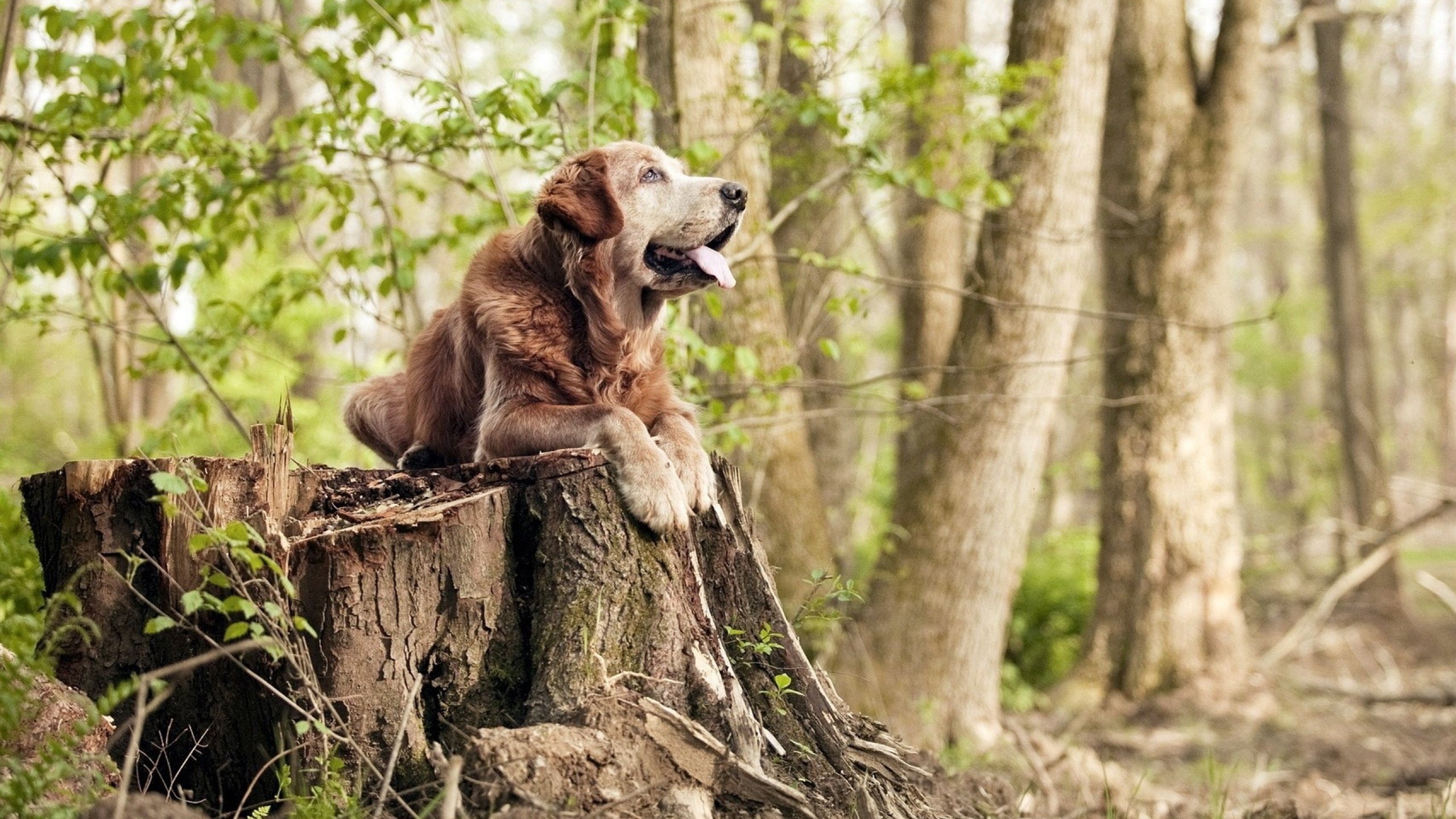 开云APP-伊萨克节奏完全掌控，一场被拆解的碾压，一次战术蓝图的诞生