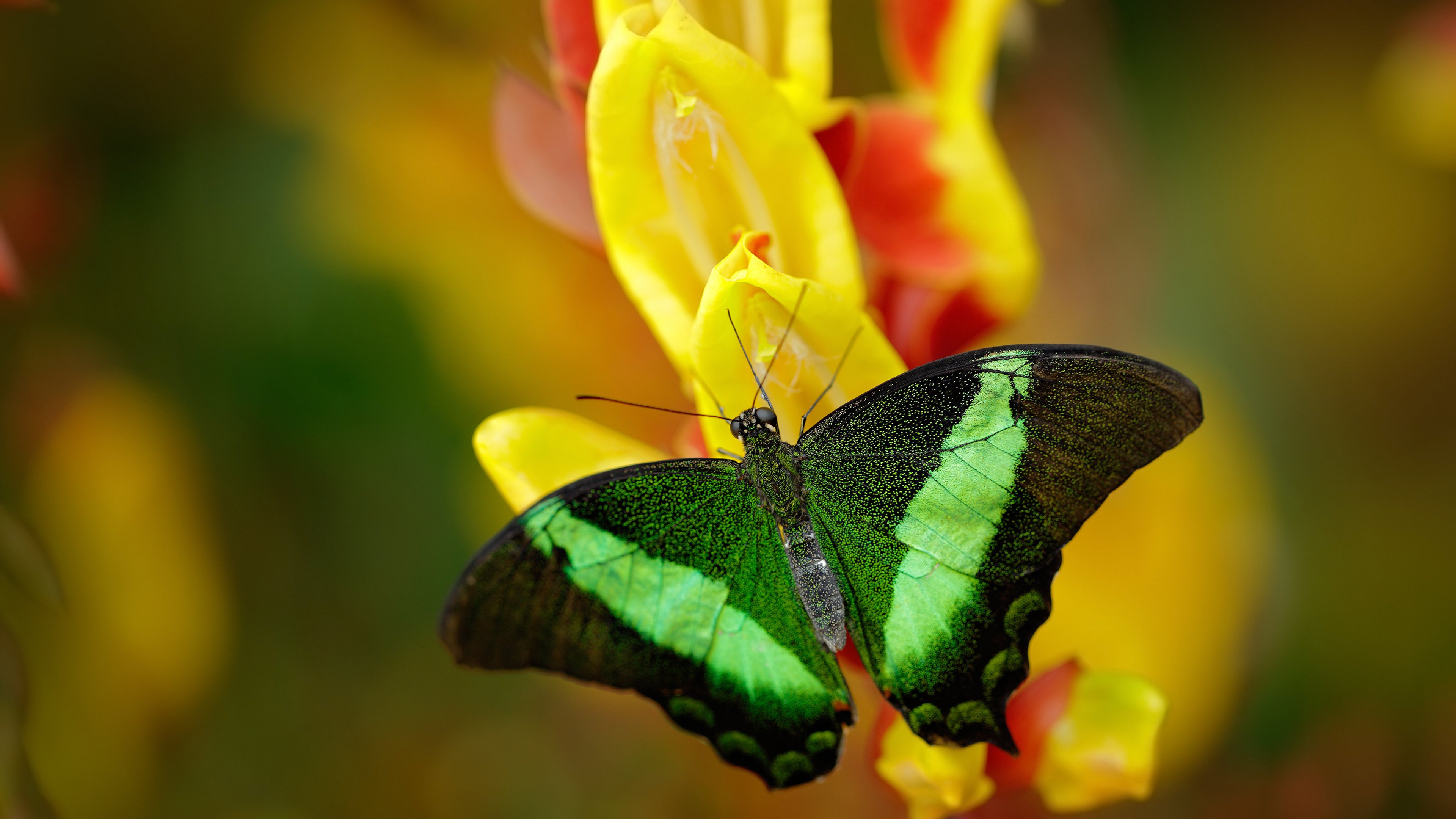开云体育app-帕尔默爆发难挽败局，贝蒂斯稳稳拿下英格兰豪门