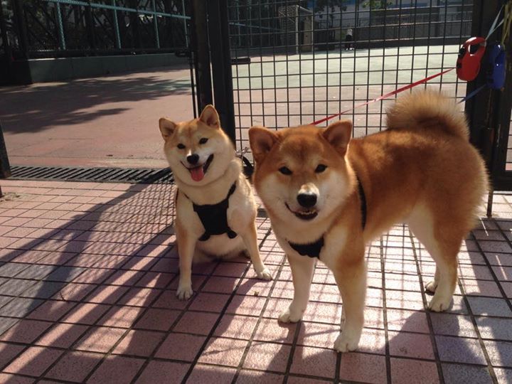 跨越大洋的统治力,杰伦·格林用一场表演定义未来