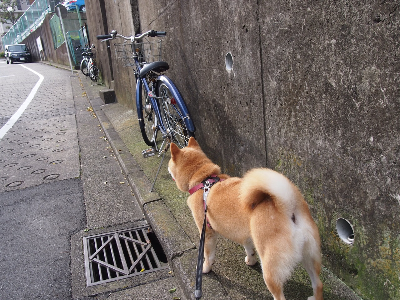 开云体育-浓眉绝境擎天柱，鹈鹕险胜爵士展韧性